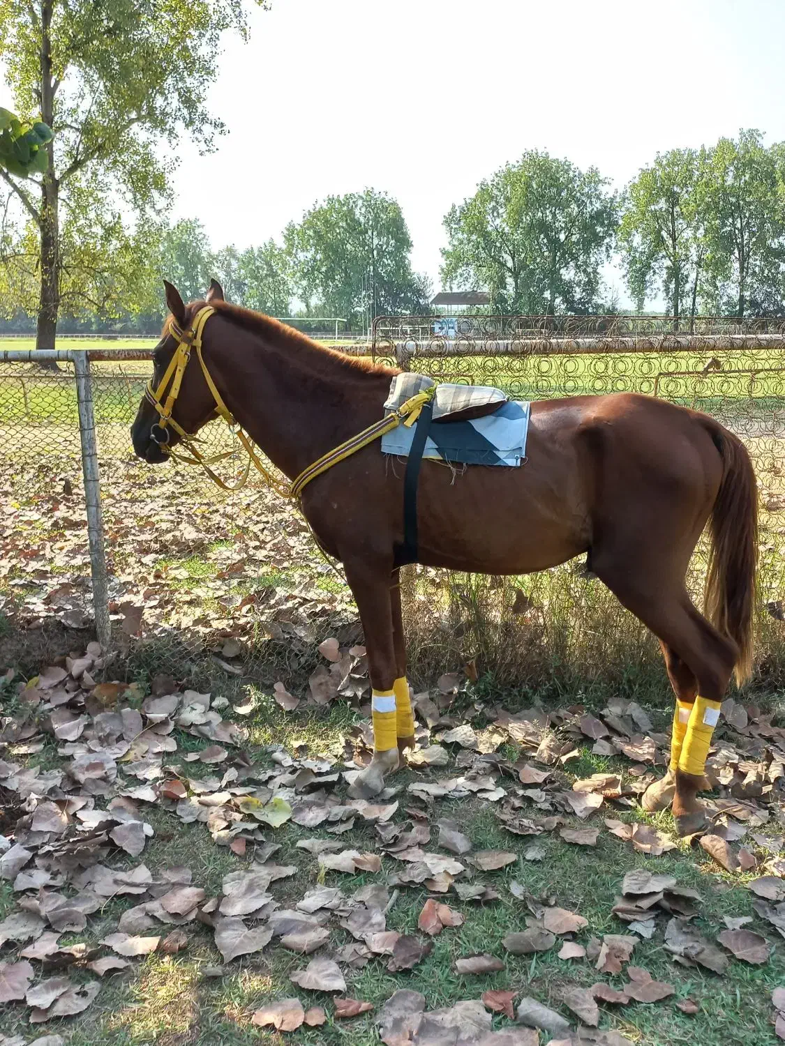 اسب|اسب و تجهیزات اسب‌سواری|پیربازار, |دیوار