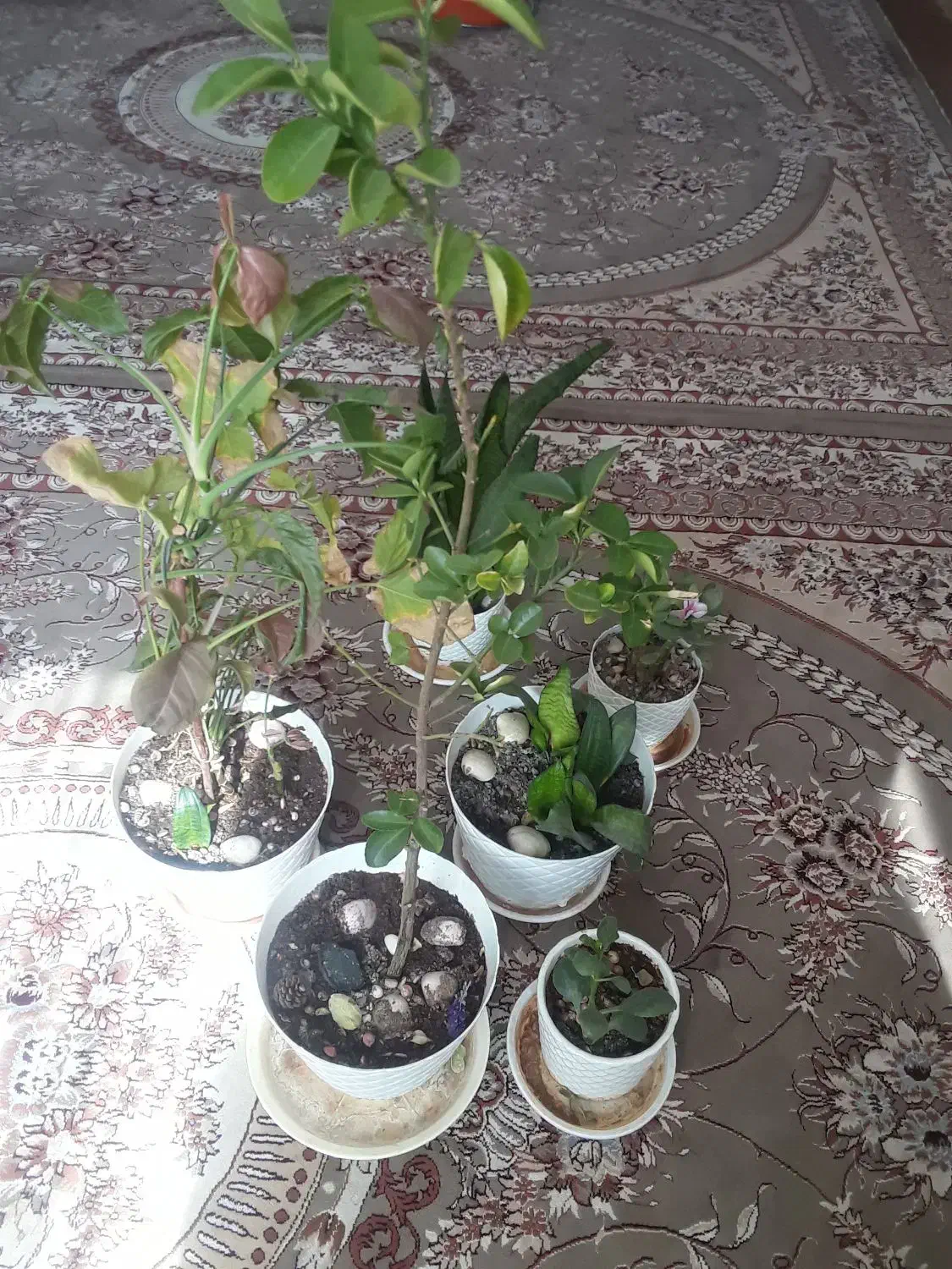 تنور گازی و ...|اجاق گاز و لوازم برقی پخت‌وپز|بیرجند, |دیوار