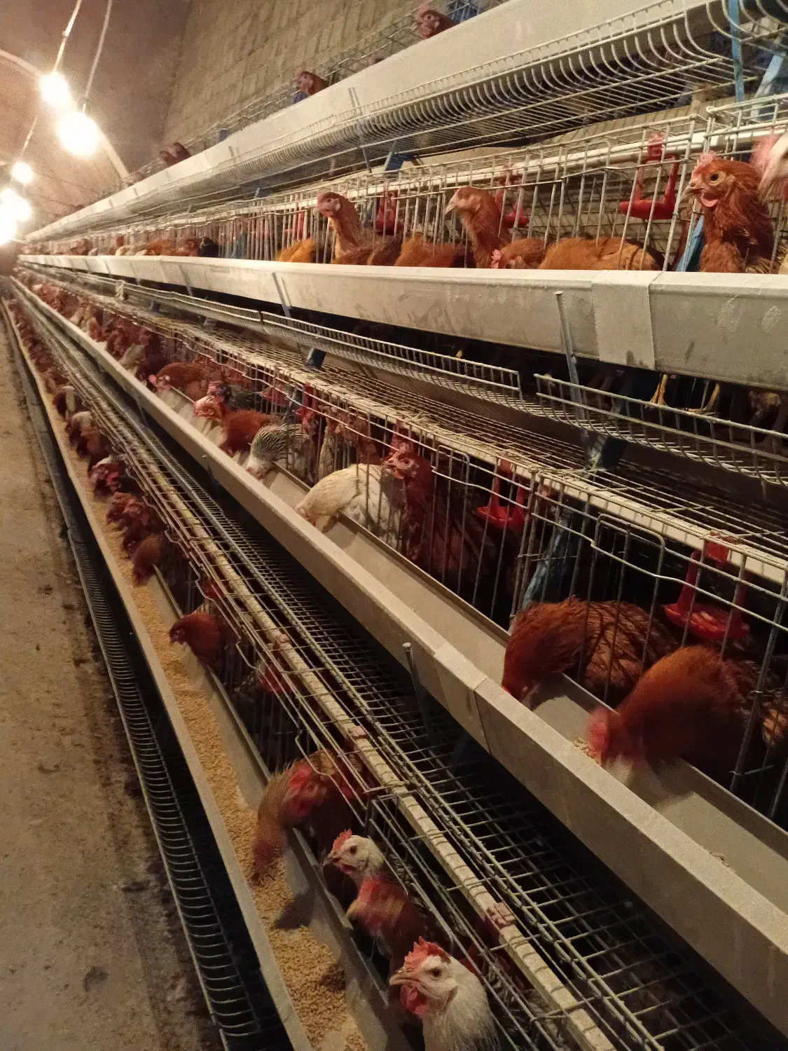 فروش مرغ محلی|حیوانات مزرعه|سردشت, |دیوار