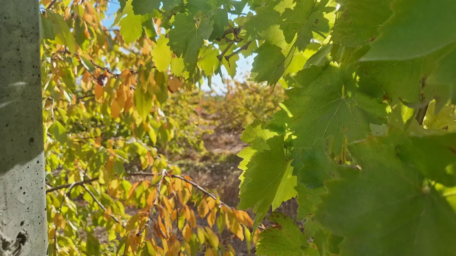 باغ ۴۷۵ متری امامیه|فروش دفتر صنعتی، کشاورزی، تجاری|شهرکرد, |دیوار