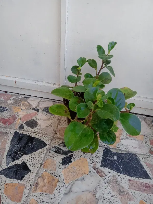 گل.|گل و گیاه طبیعی|رشت, تازه آباد|دیوار
