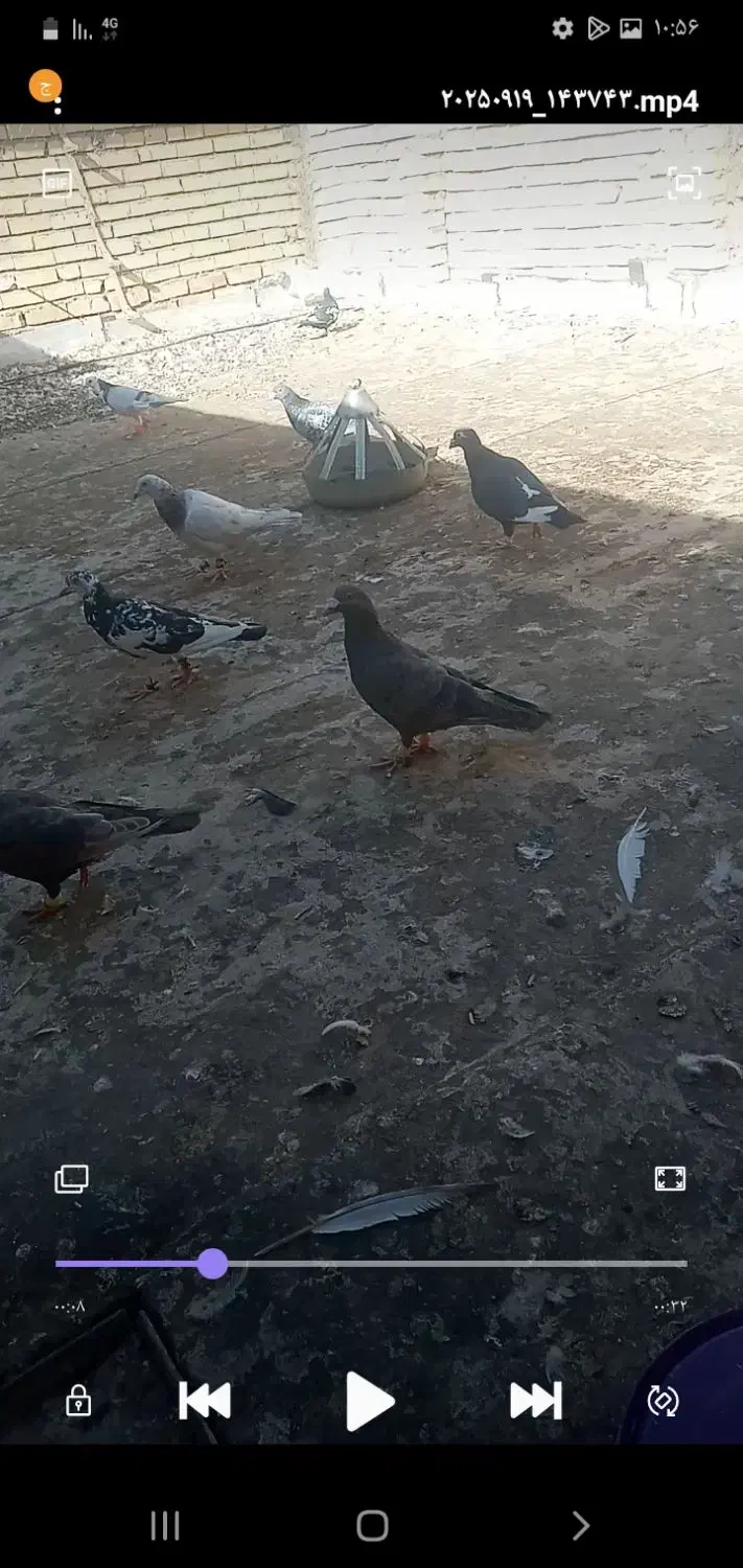 کفتر|حیوانات|خواف, |دیوار