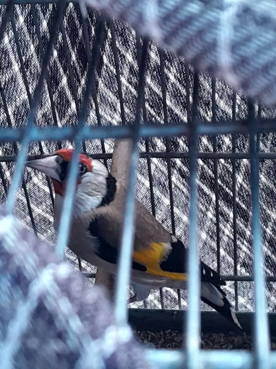 سره بهاره استانه|پرنده|شازند, |دیوار