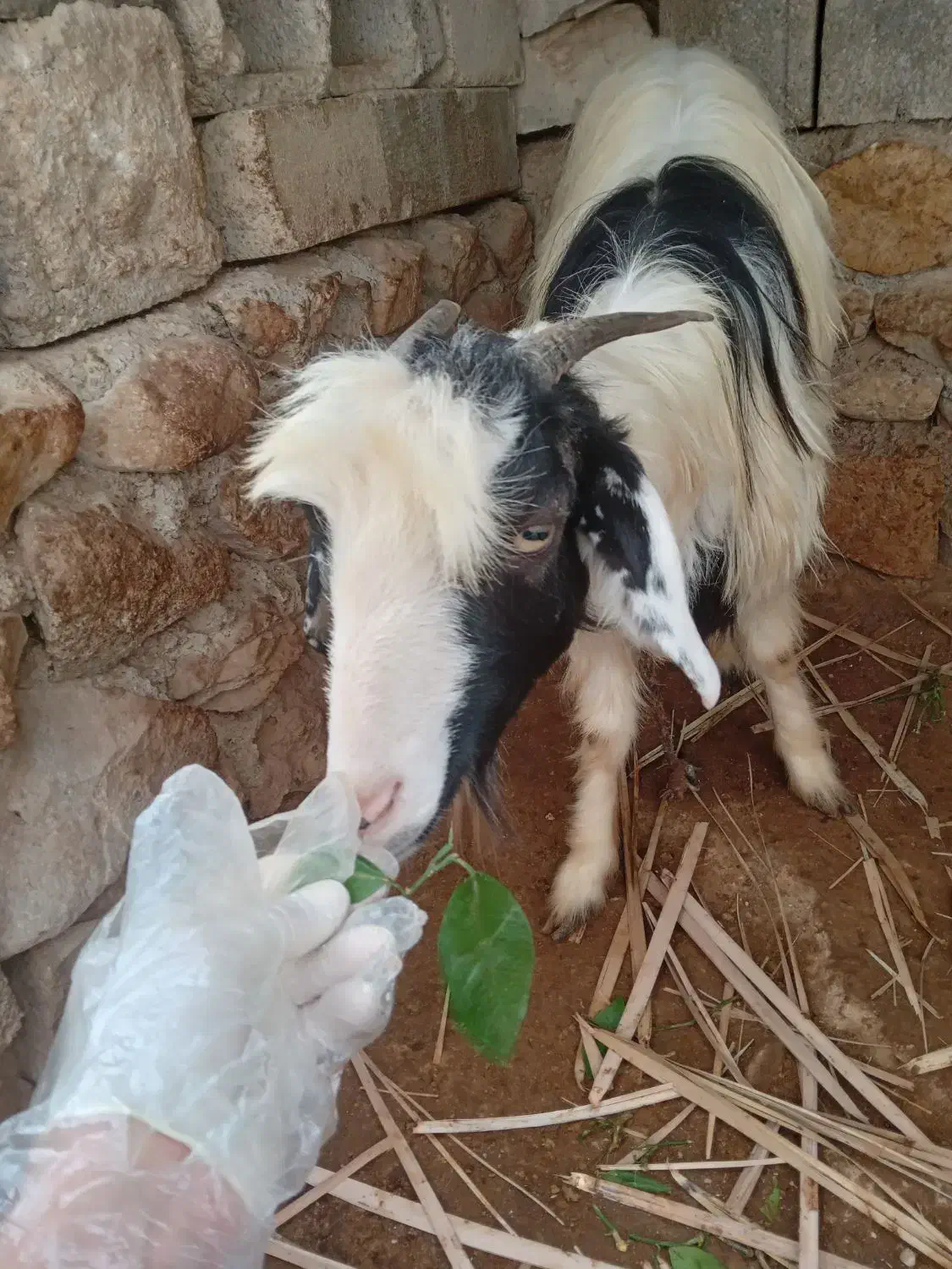 بز ماده|حیوانات مزرعه|اهرم, |دیوار