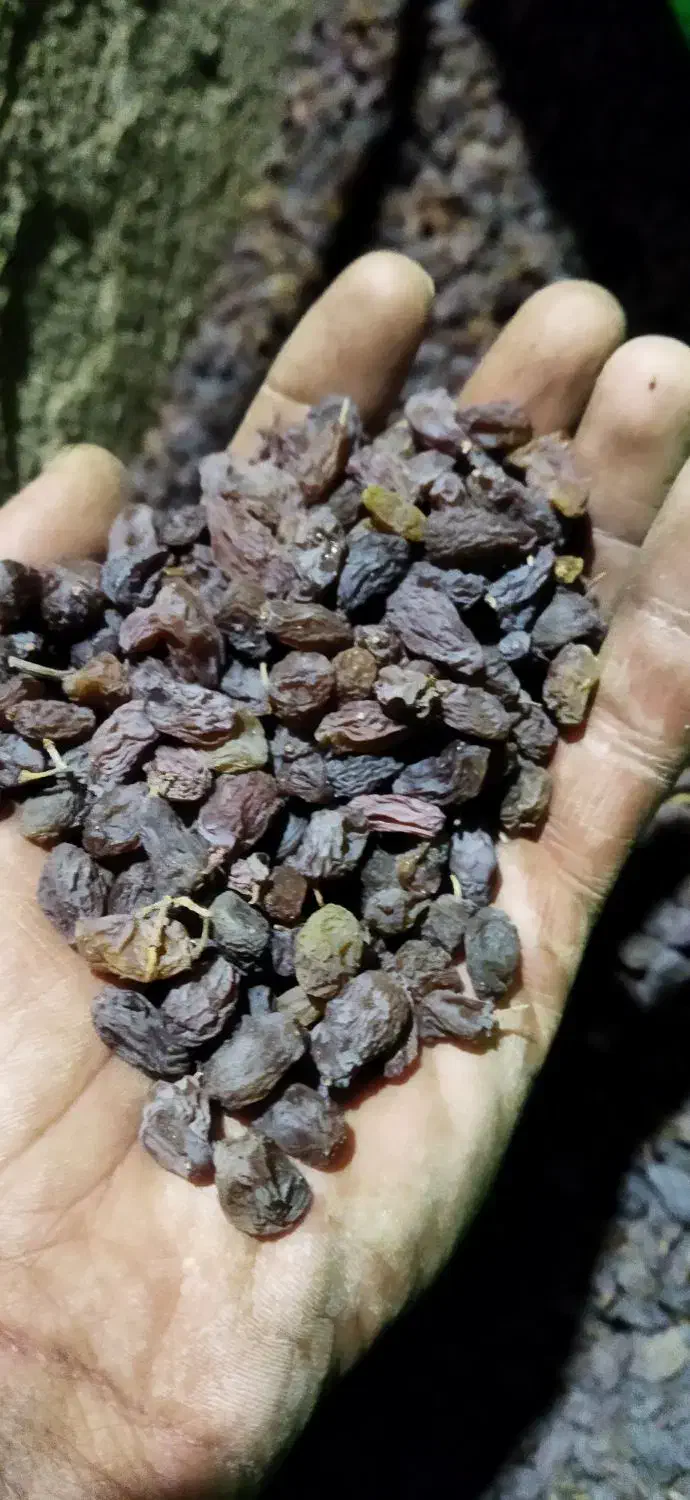 کشمش درجه یک بونات|خوردنی و آشامیدنی|بوانات, |دیوار