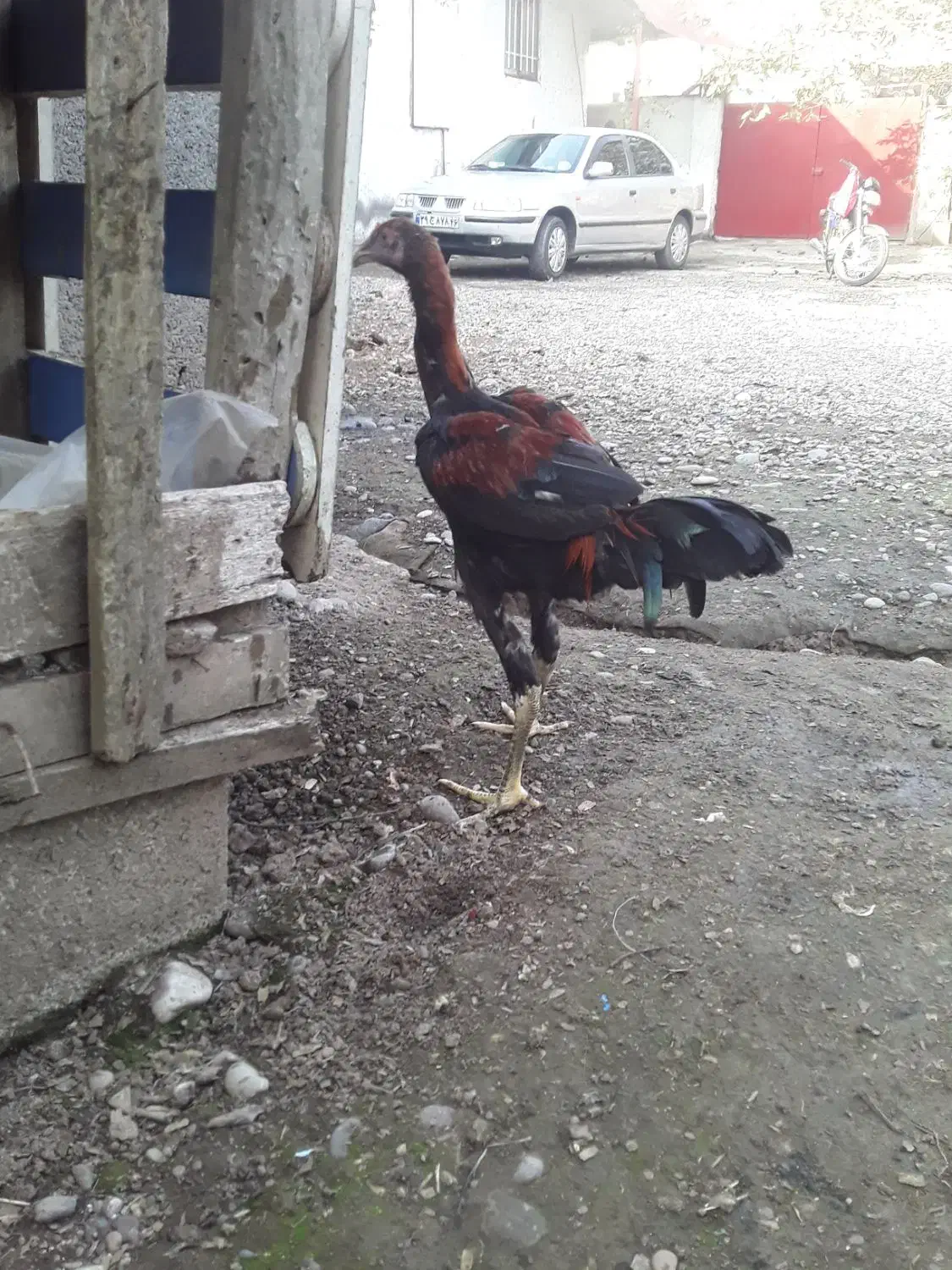 جوجه لاری|حیوانات مزرعه|رشت, فلسطین|دیوار