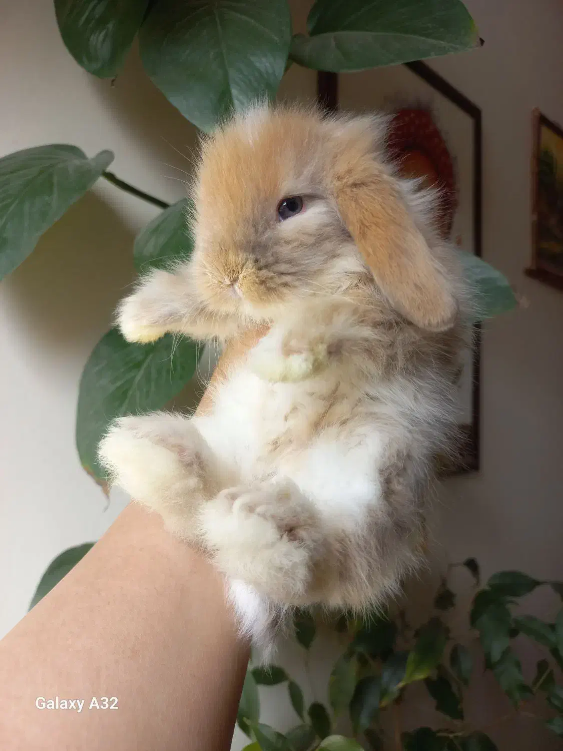 خرگوش های خانگی tedy|موش و خرگوش|کرج, کیانمهر|دیوار