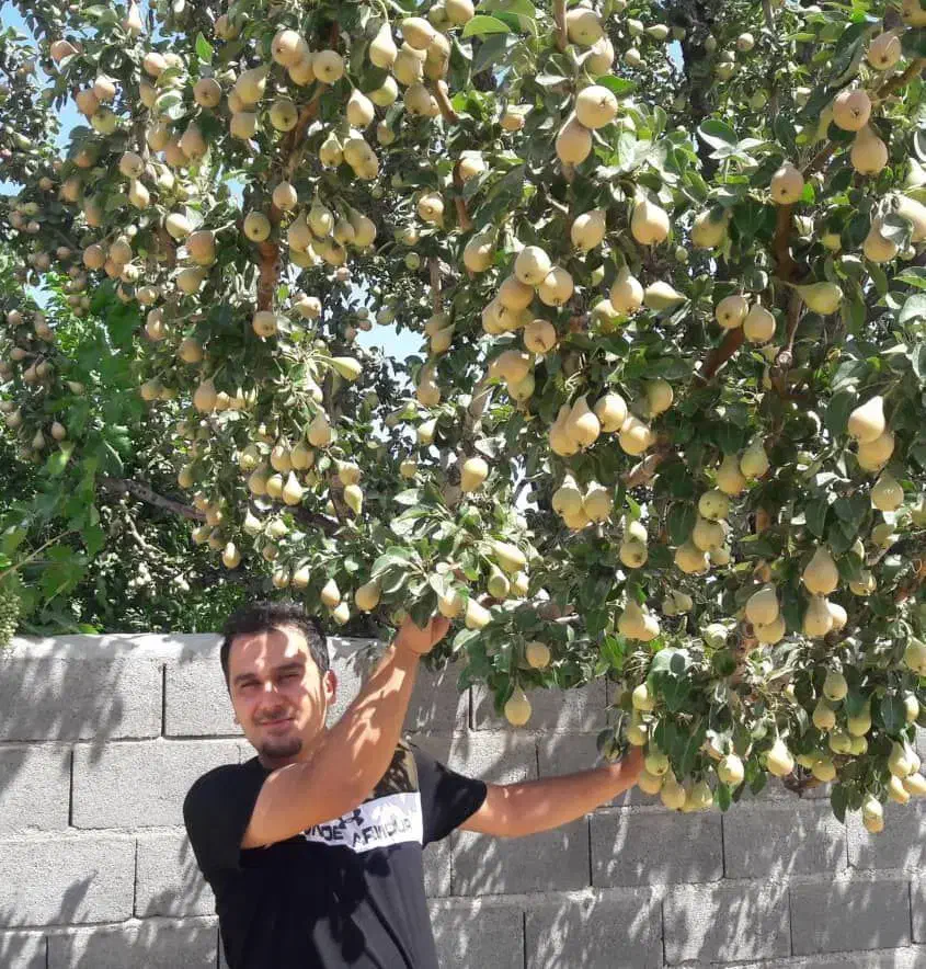 نهالستان پالیز تولیدکننده انواع نهال های اقتصادی‌|خدمات باغبانی و درختکاری|محلات, |دیوار