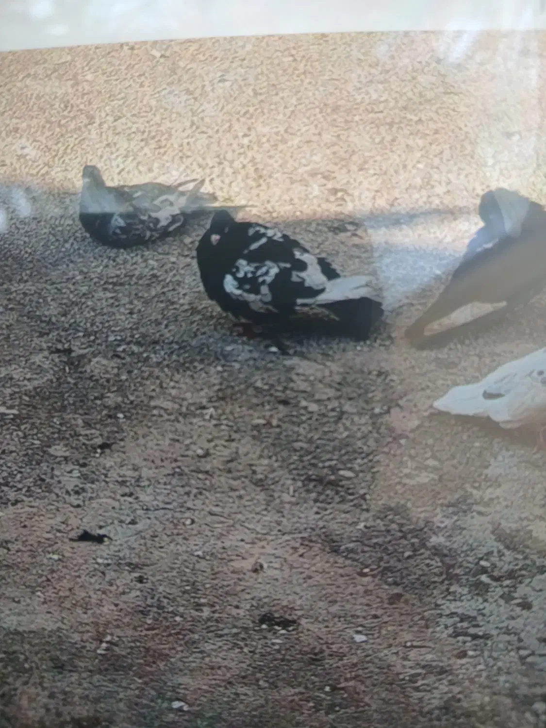 اردک|حیوانات|اهواز, اهواز|دیوار