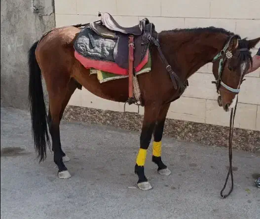 کره اسب|اسب و تجهیزات اسب‌سواری|مشهد, شهرک شهید باهنر|دیوار