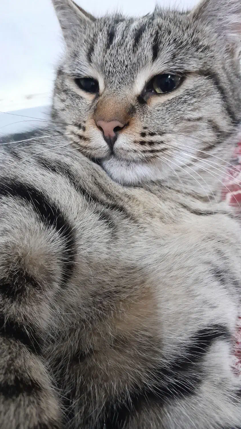 گربه|گربه|شیروان (خراسان), |دیوار