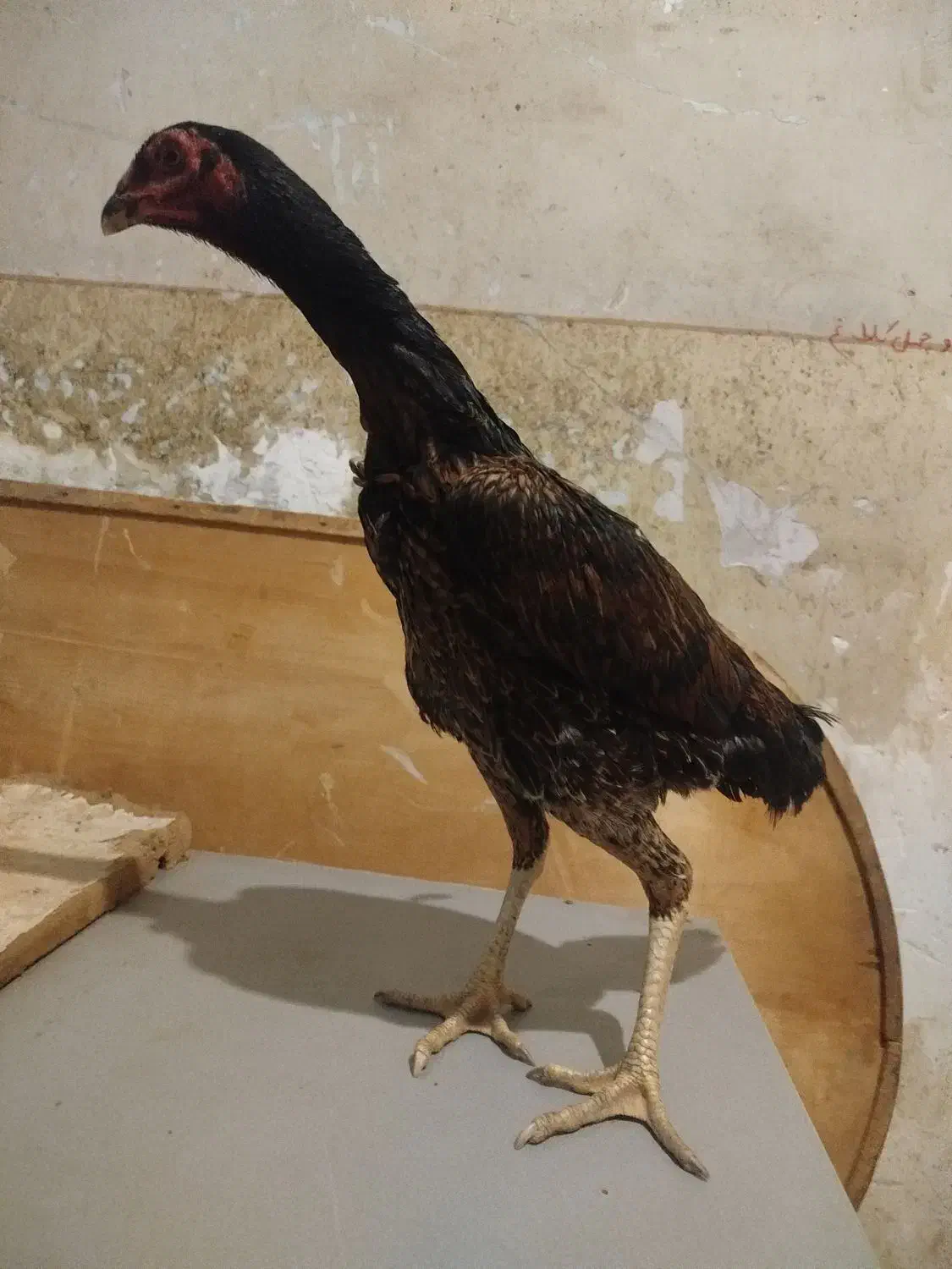 جوجه خروس لاری|حیوانات مزرعه|پیشوا, |دیوار