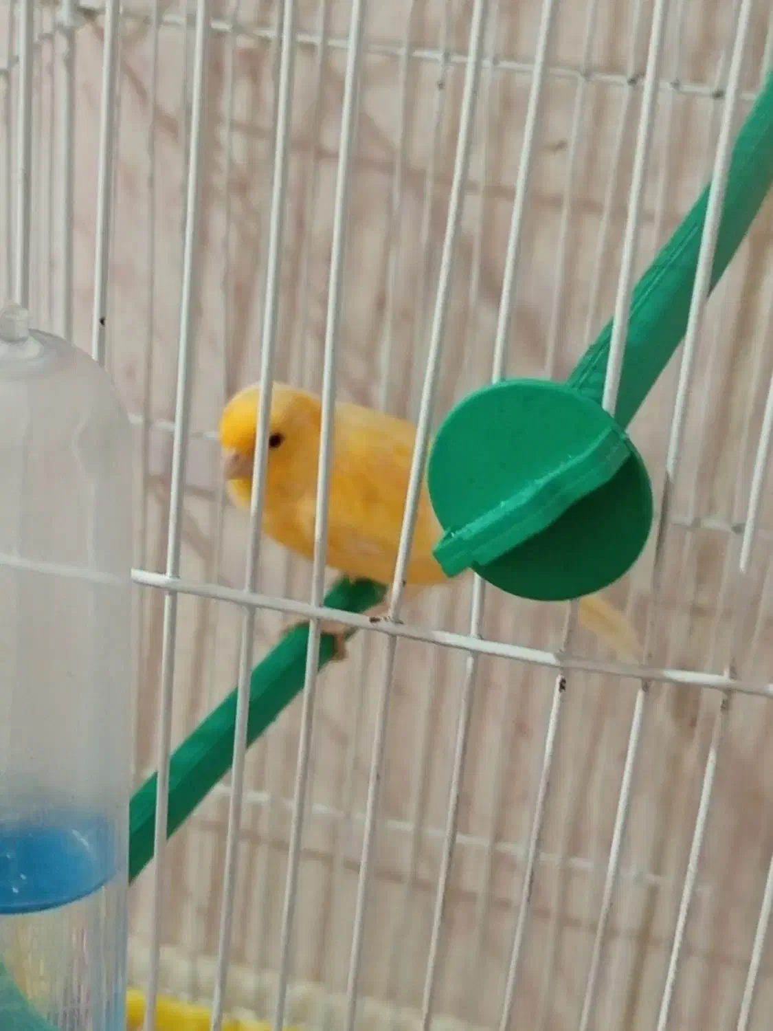 قناری|پرنده|یاسوج, |دیوار