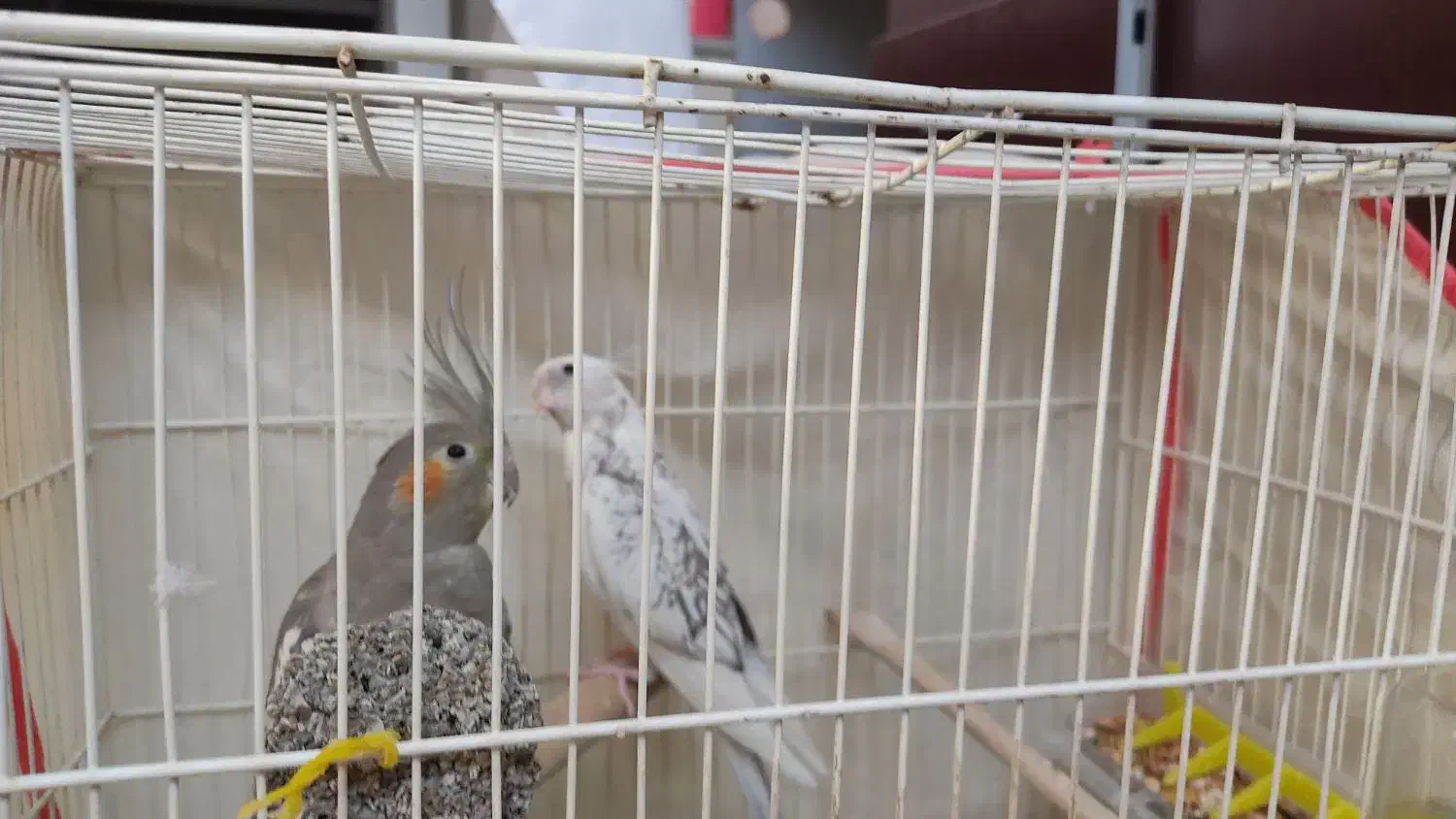 دو عدد عروس هلندی البینو(مرواریدی) و گل باقالی|پرنده|بیرجند, |دیوار