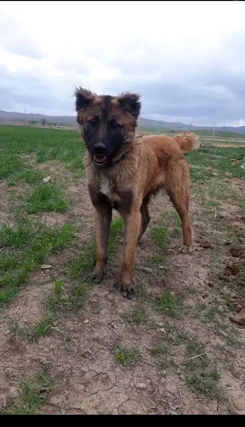 سگ گله|حیوانات|ازنا, |دیوار