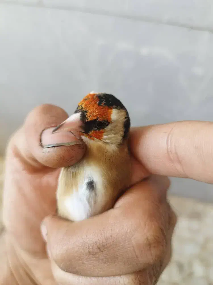 سهره کت بازکن و دورگ|پرنده|شیراز, نصر|دیوار