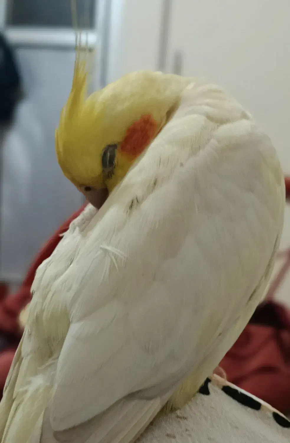 عروس هلندی گمشده محدوده مینودر|حیوانات|قزوین, |دیوار