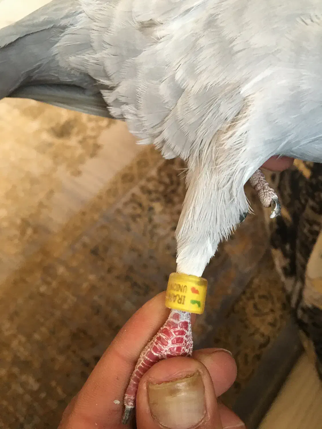 کبوترمسافتی|پرنده|شاهین دژ, |دیوار