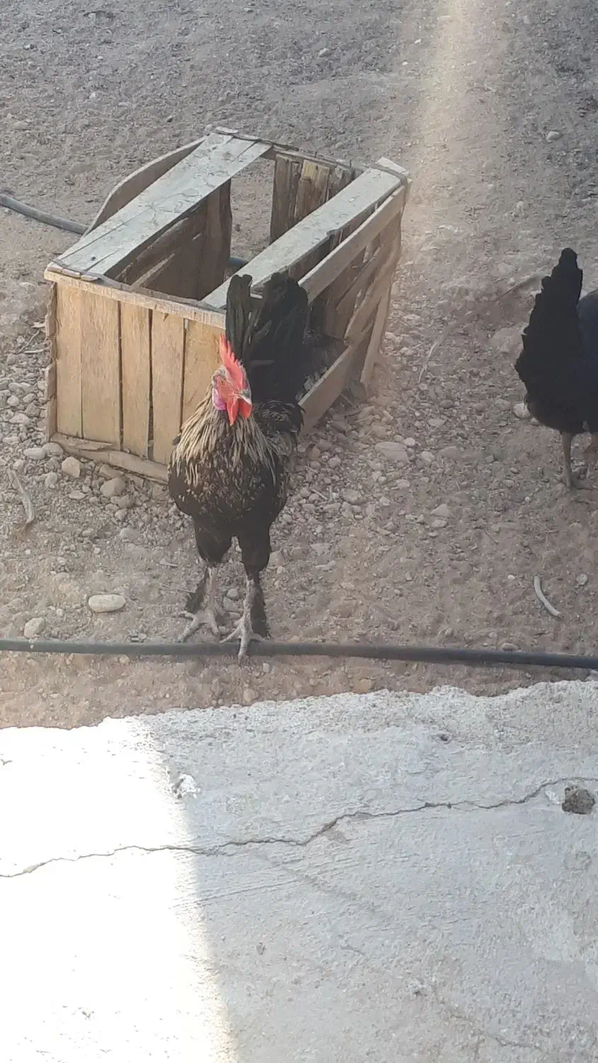 تخم مرغ نطفه دار از بهترین مولدها۳۷عدد|حیوانات مزرعه|شیراز, آزادگان|دیوار