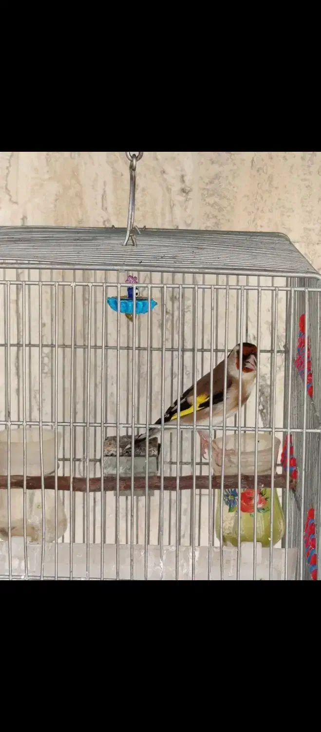 سهره|پرنده|شیراز, زرهی|دیوار