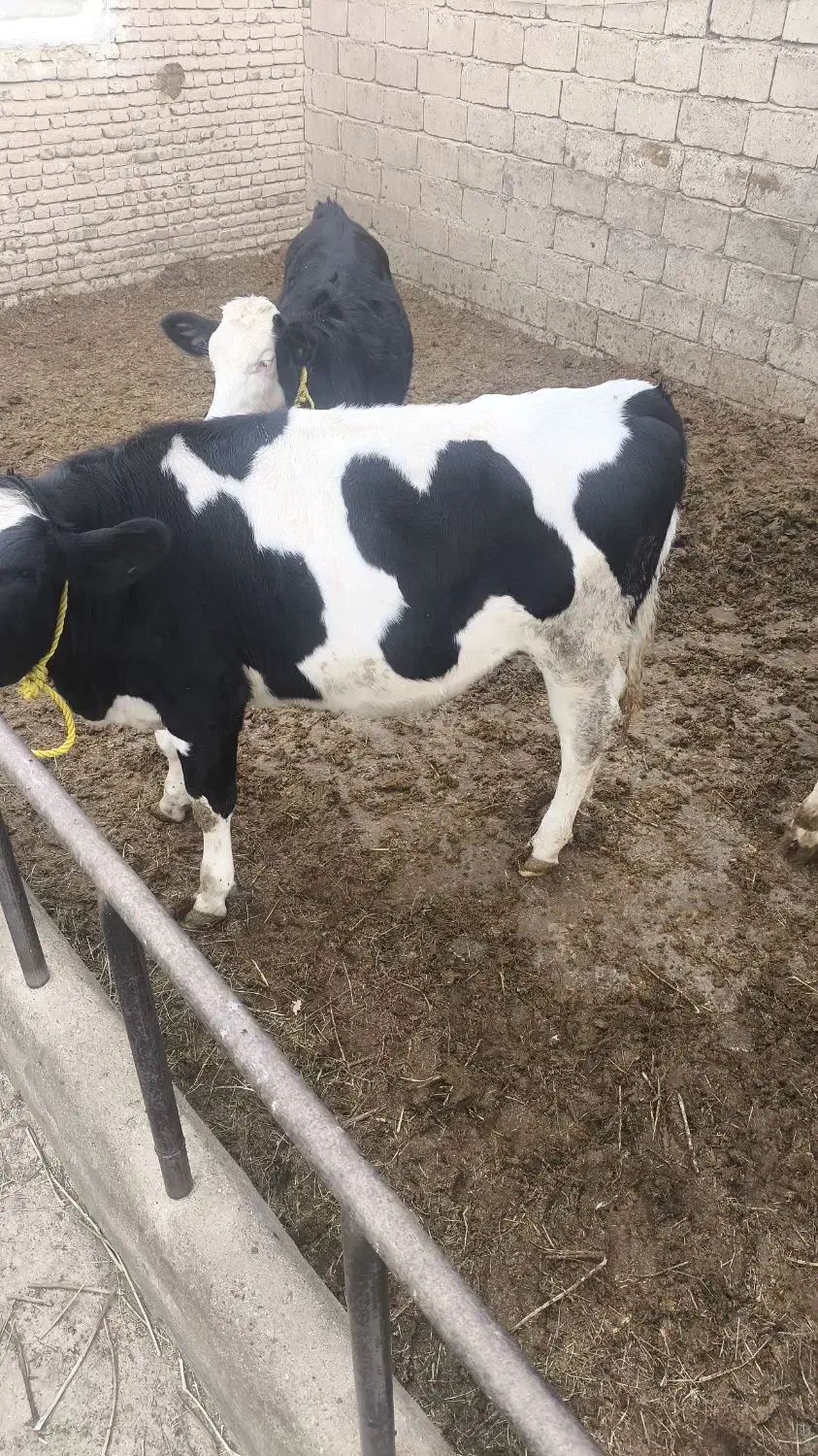 فروش گاو|حیوانات مزرعه|بکتاش, |دیوار