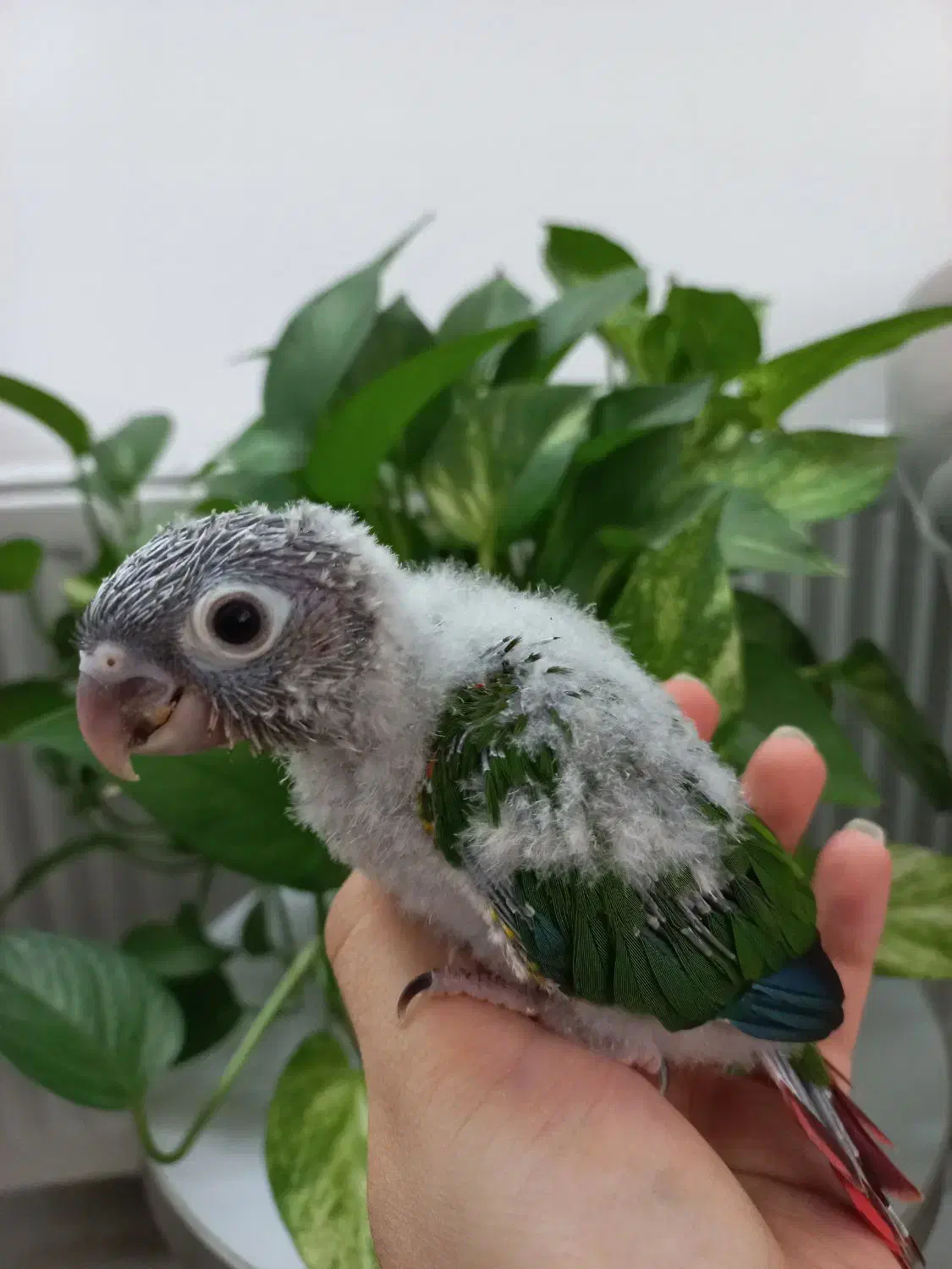 جوجه گرینچیک سرلاکی|پرنده|قم, شاه سید علی|دیوار