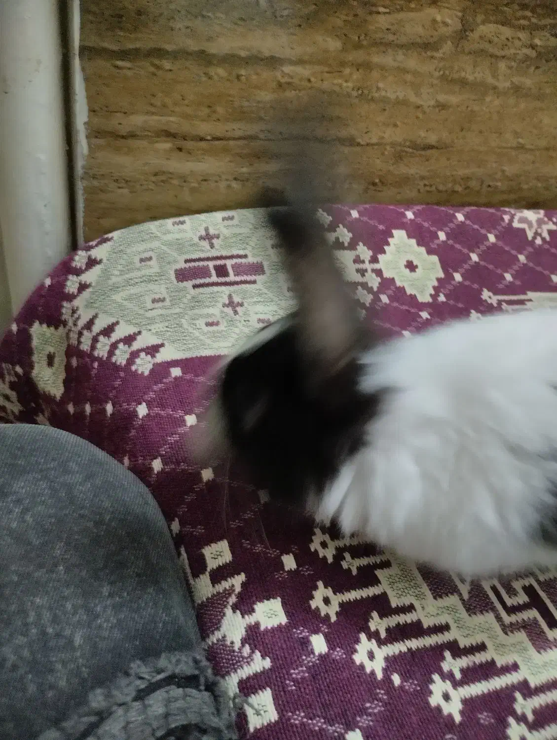 خرگوش بامزه|موش و خرگوش|قم, اسمعیل آباد|دیوار