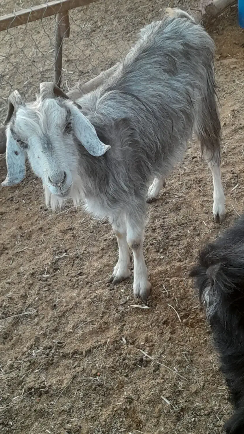 کولار وب ز رومایه گرم|حیوانات مزرعه|مرودشت, ده بید|دیوار