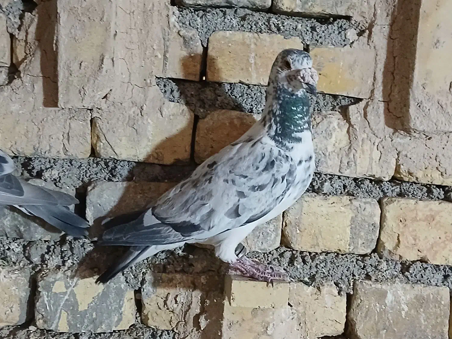 گوره ایی نر|پرنده|مبارکه, |دیوار