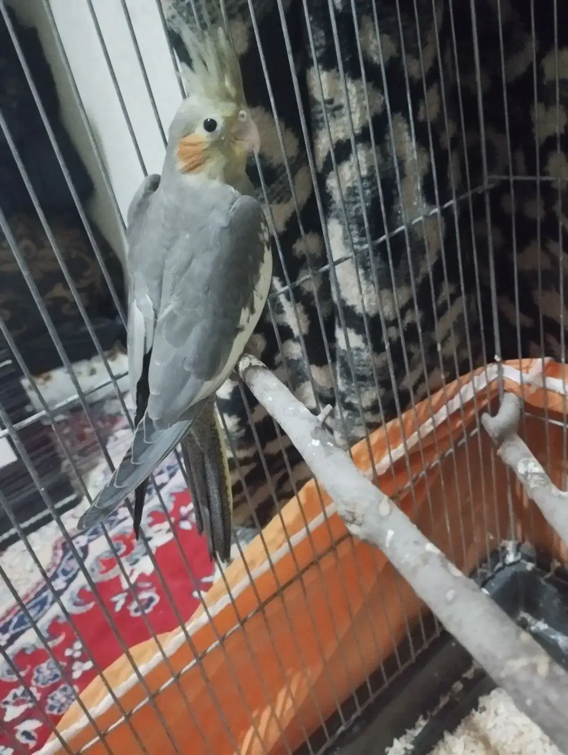 جوجه عروس هلندی|پرنده|زاهدان, |دیوار