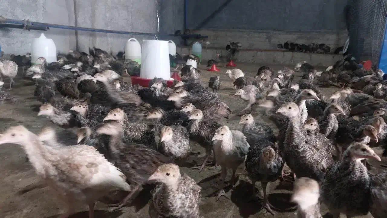 جوجه بوقلمون|حیوانات مزرعه|تهران, هروی|دیوار