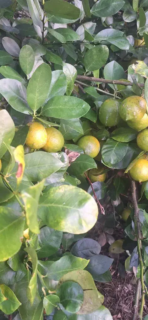 تامسون درجه یک 45تومن|حراج|ساری, |دیوار