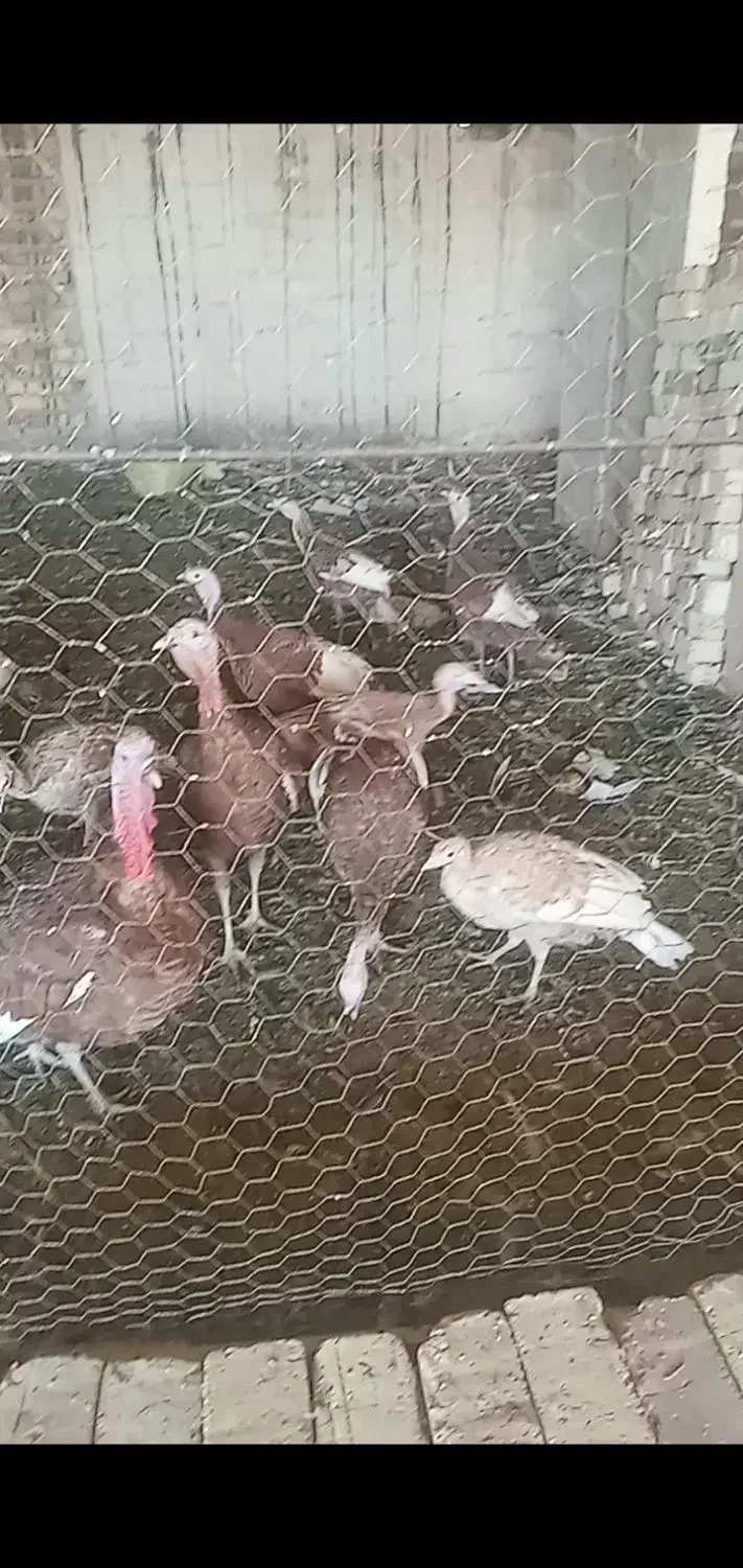 بوقلمون|حیوانات مزرعه|قم, زمان زاده|دیوار