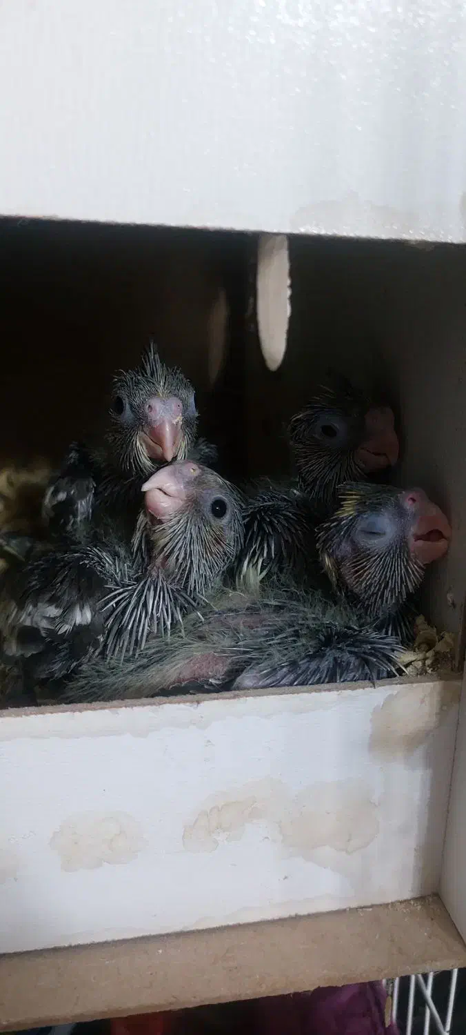 جوجه عروس|پرنده|قم, شهرک مهدیه (مدرس)|دیوار