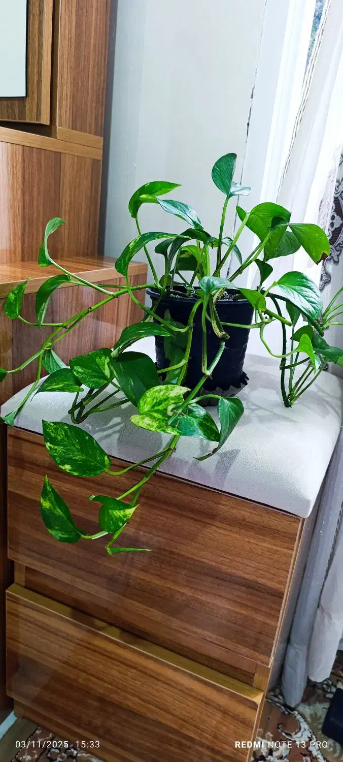 گل زیبا و شاداب|گل و گیاه طبیعی|رشت, معلولین|دیوار