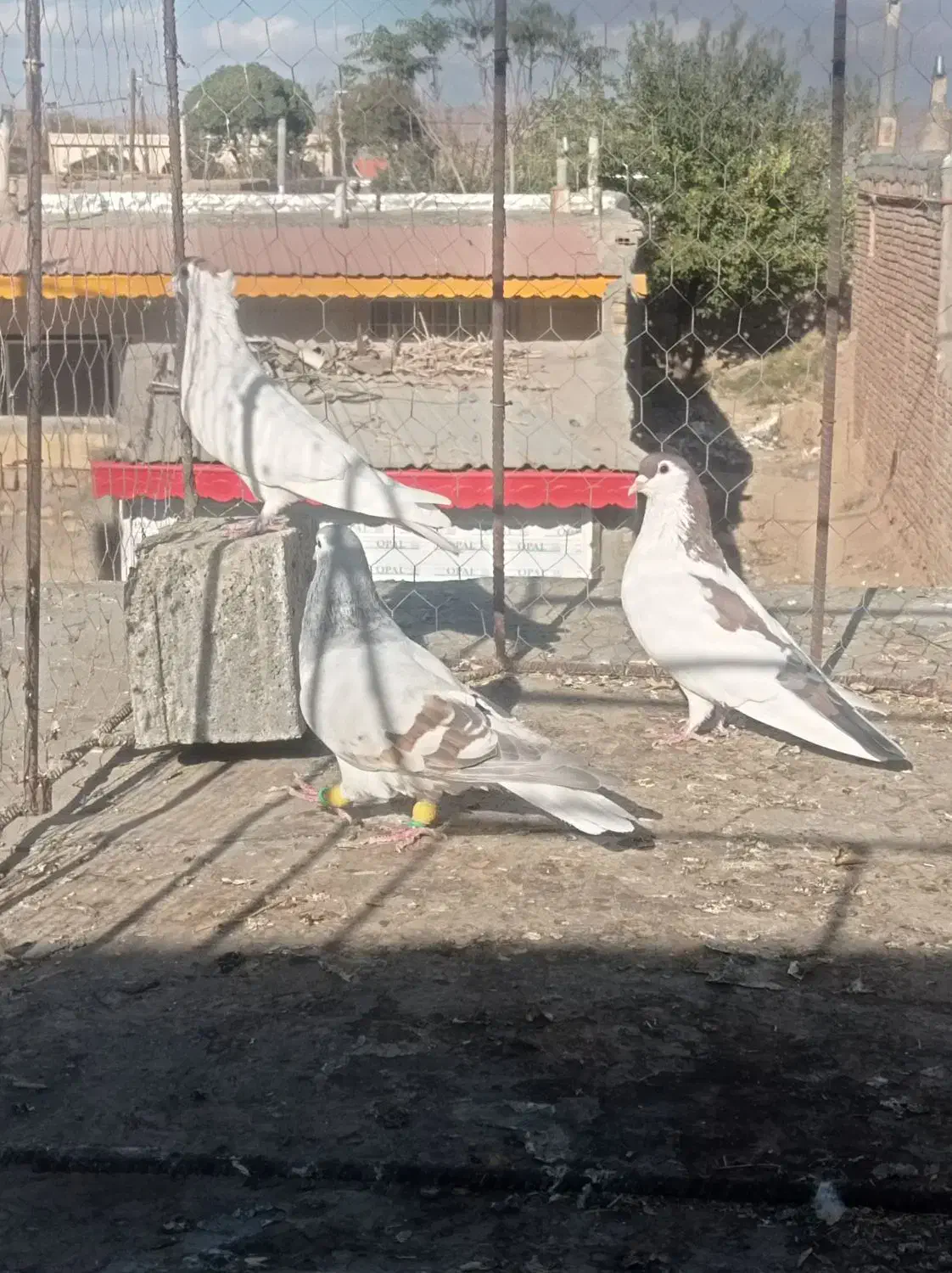 کفتر|پرنده|عطاملک, |دیوار