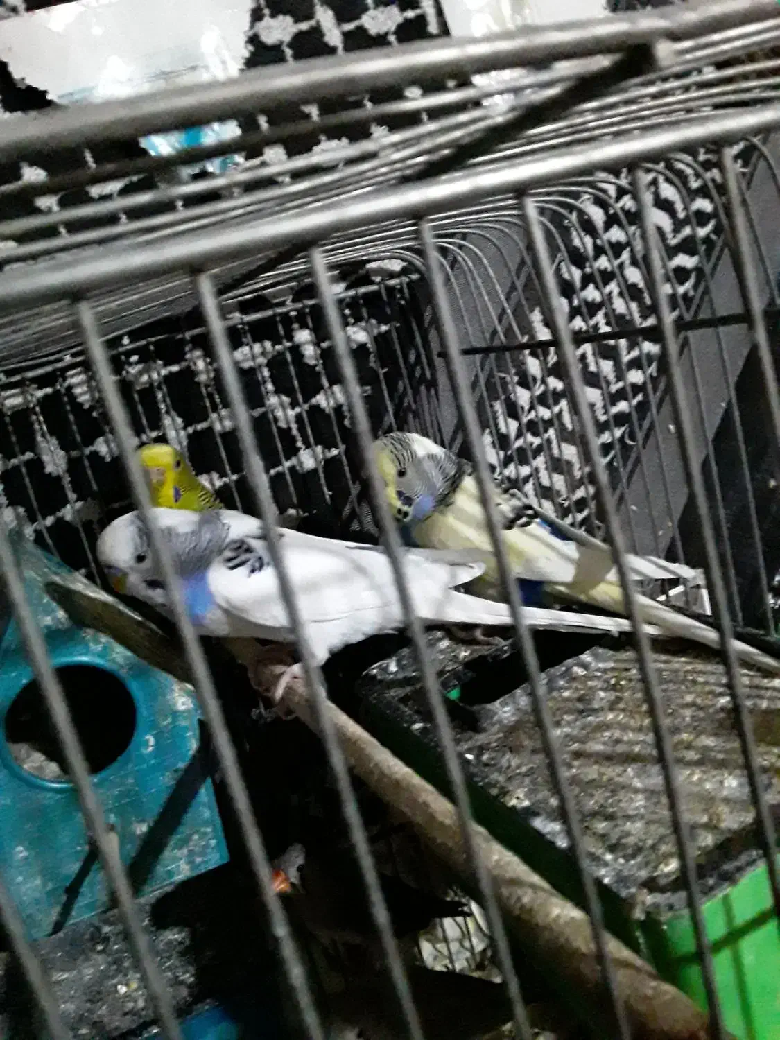 عروس فنج مرغ عشق کفتر نقشی پرشی ساتن غلاغع|پرنده|پیر بکران, |دیوار