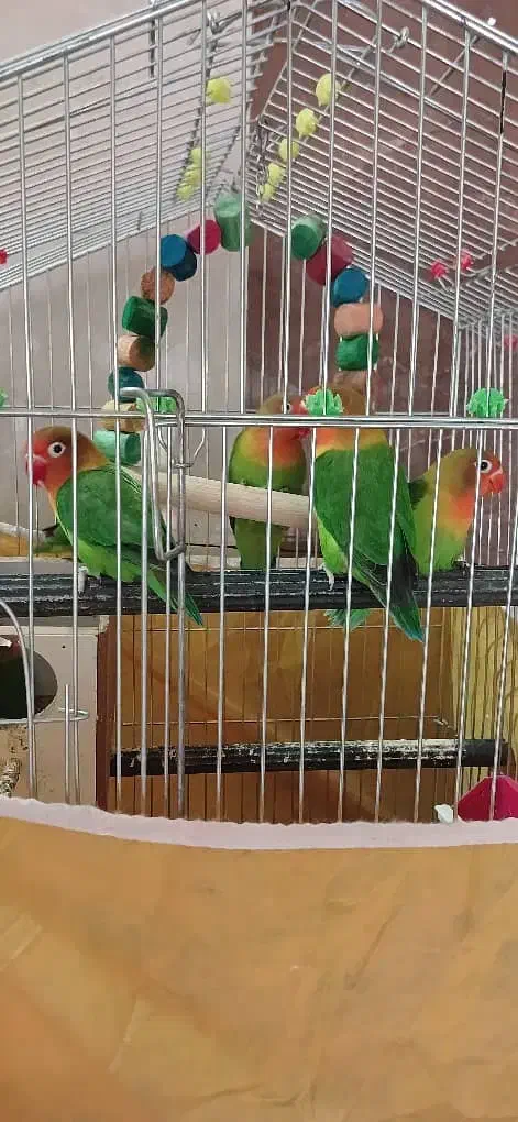 کوتوله برزیلی|پرنده|سیستان, |دیوار