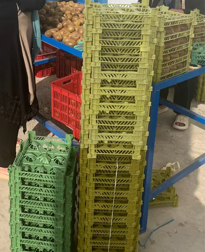 سبد تک رج کیوی|عمدهفروشی|اسالم, |دیوار