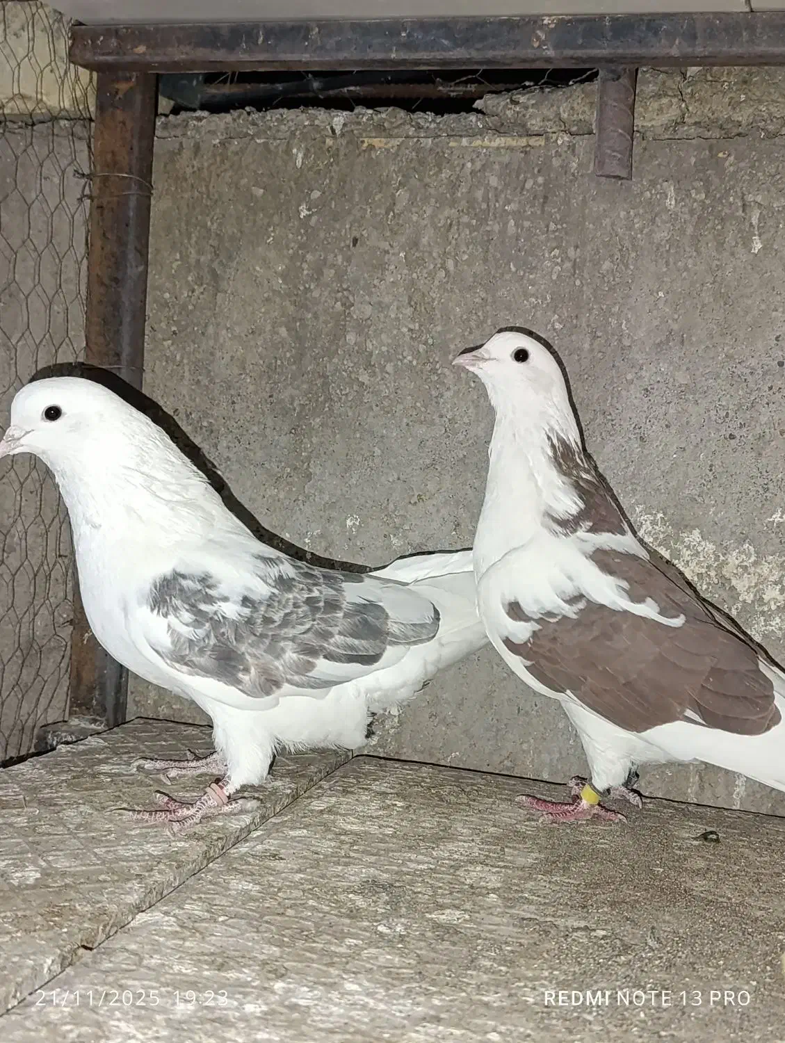 کبوتر پرشی|پرنده|بندرعباس, |دیوار