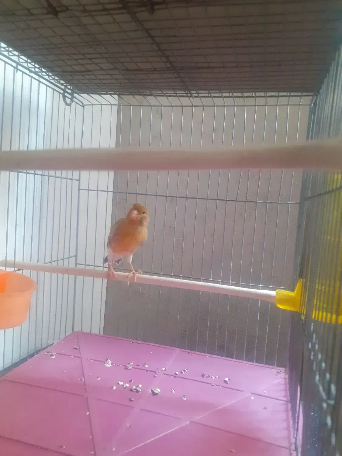 قناری ماده تقریبا اماده کشیده ودرشت کاملاسلامت|پرنده|تهران, توحید|دیوار