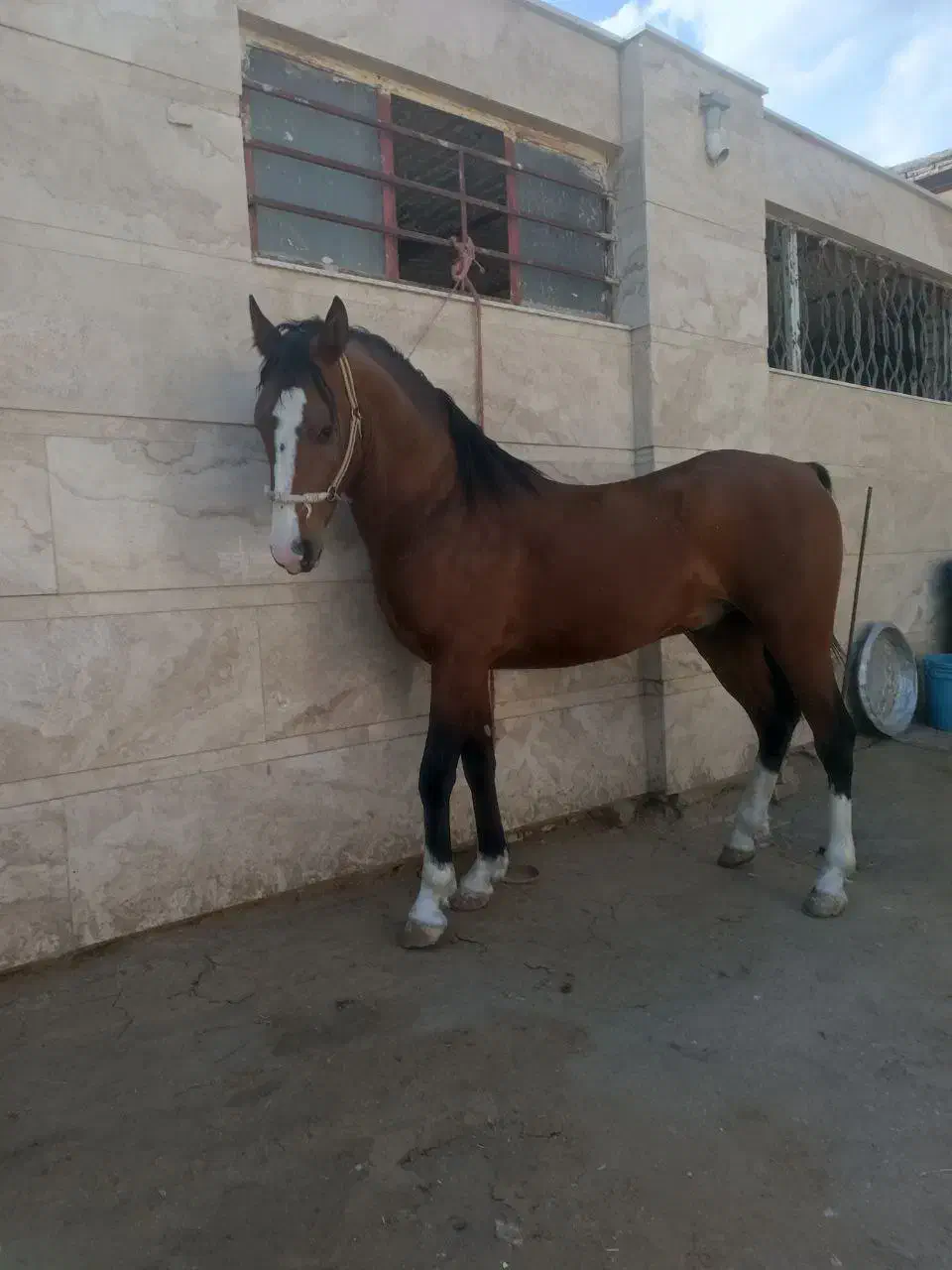 اسب|اسب و تجهیزات اسبسواری|همدان, |دیوار