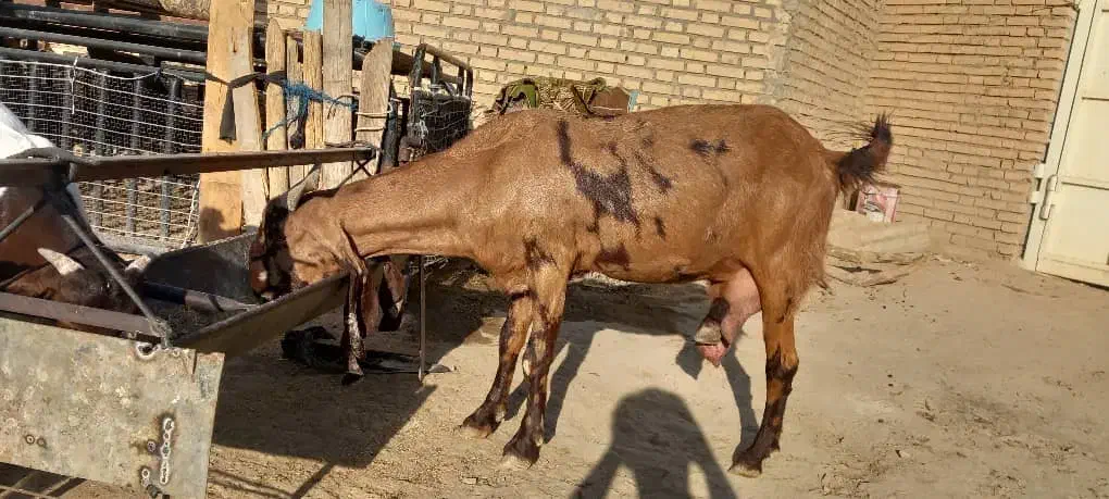 بزز|حیوانات مزرعه|کرخه, |دیوار
