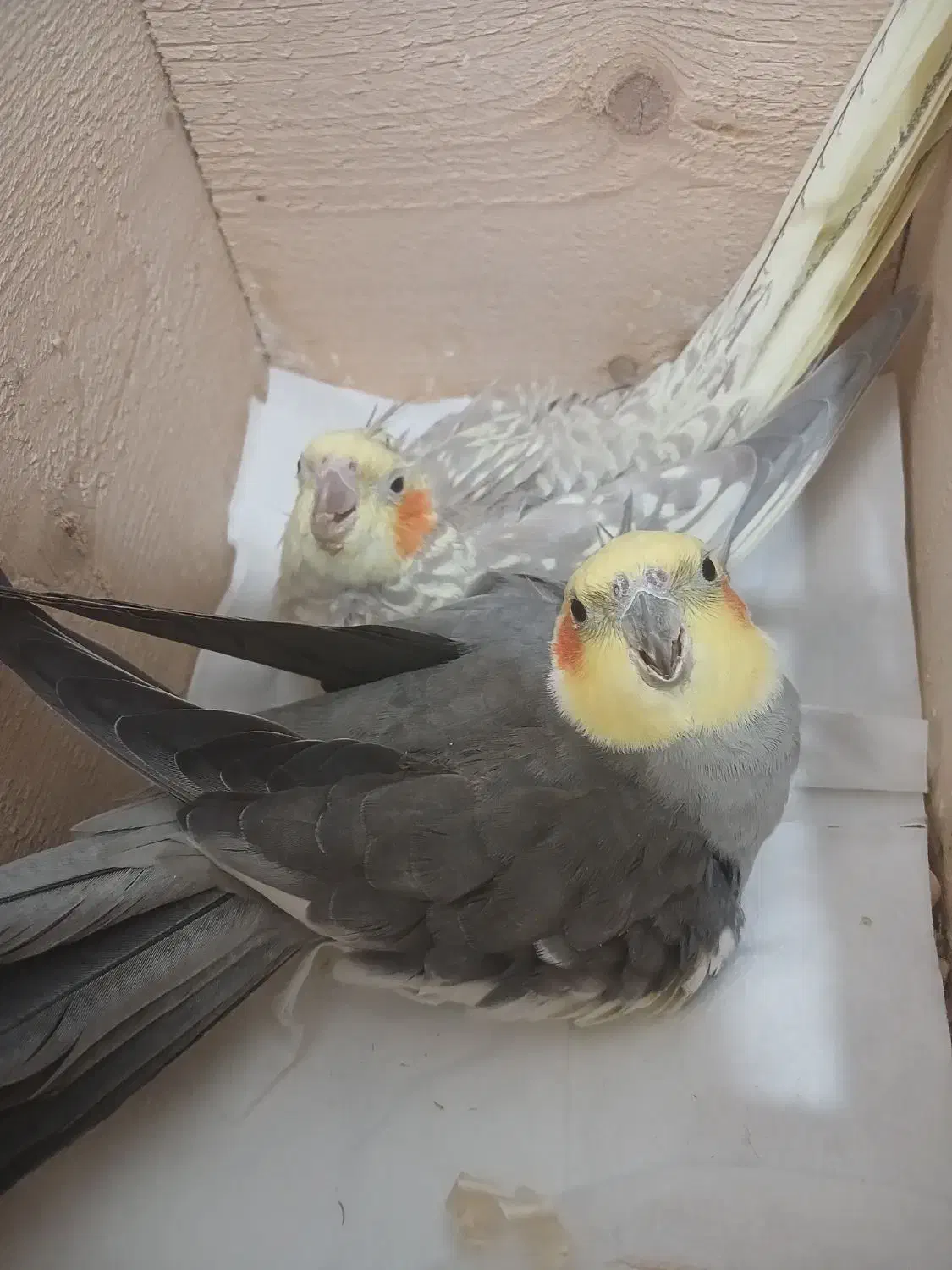 عروس هلندی جفت|پرنده|رشت, دیلمان|دیوار