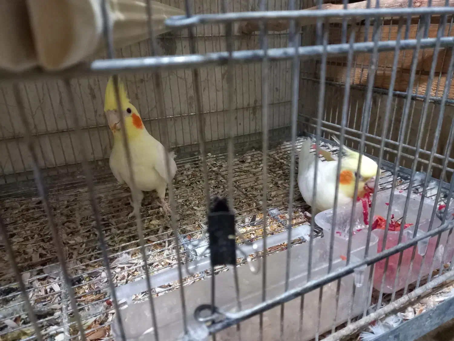 فروش عروس هلندی بالغ و جفت مولد|پرنده|هشتگرد, مدرس|دیوار