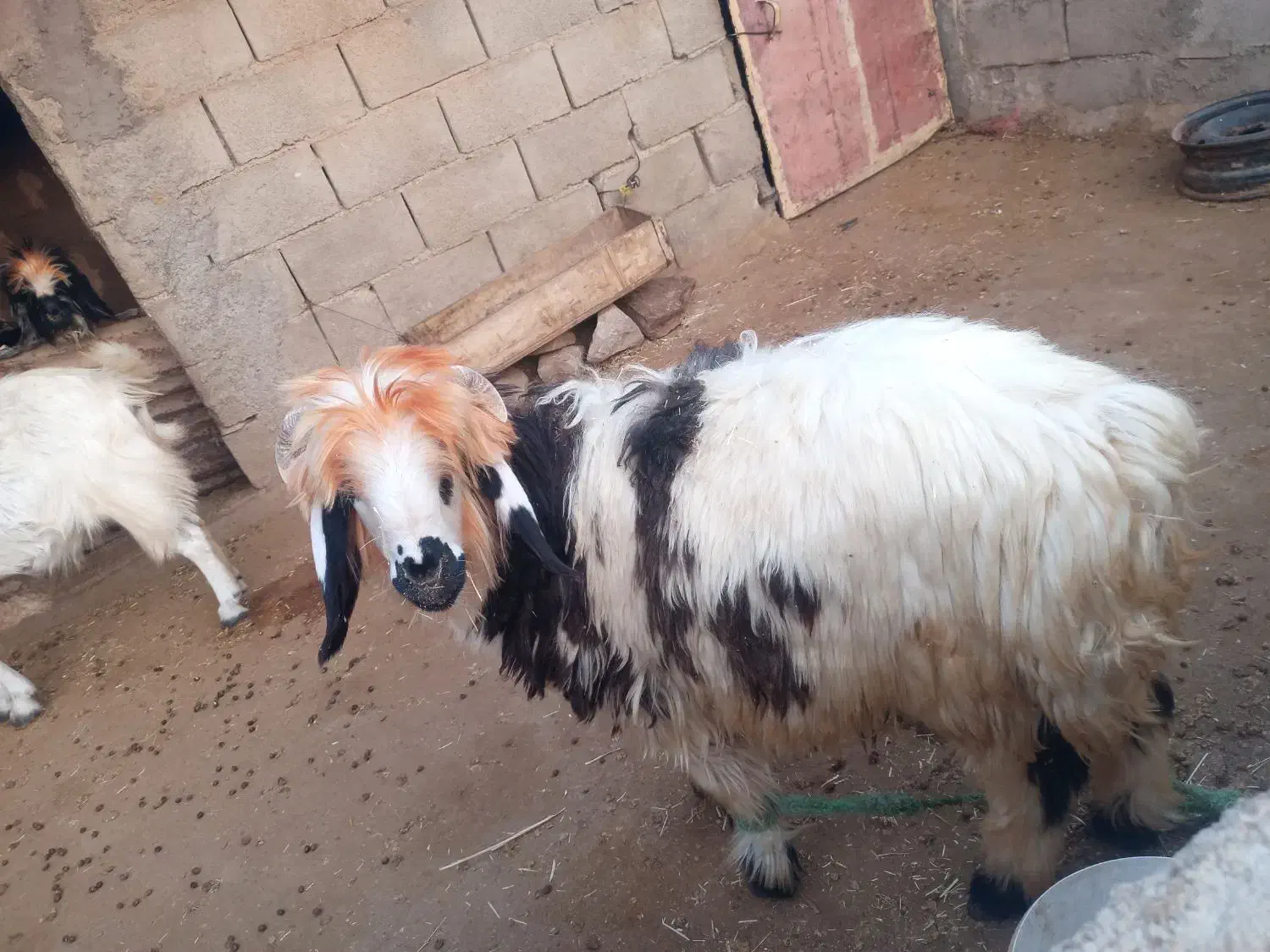 بره و‌میش|حیوانات مزرعه|مسجد سلیمان, |دیوار