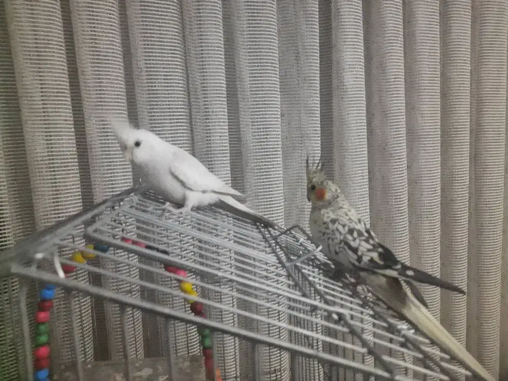 یک جفت عروس هلندی درجه یک|پرنده|برخوار, |دیوار