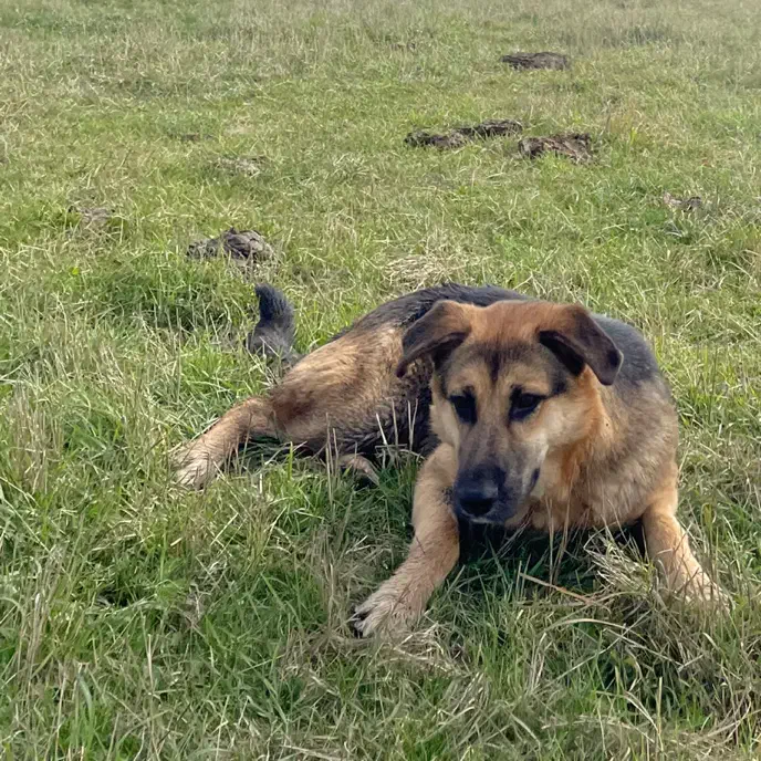 سگ ژرمن پیدا شده|حیوانات|سورک, |دیوار