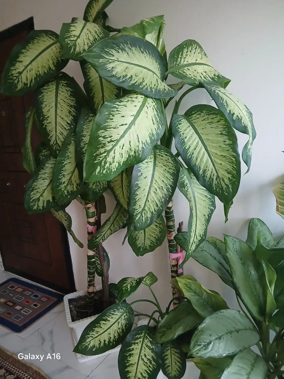 گل دیفن|گل و گیاه طبیعی|آستارا, |دیوار