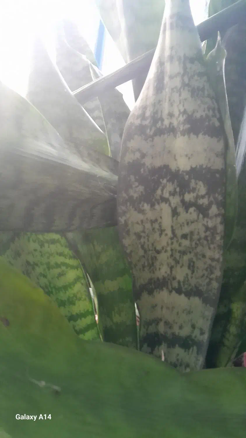 سلام عزیزم گل هافروشی هستن|گل و گیاه طبیعی|رحیم‌آباد, |دیوار